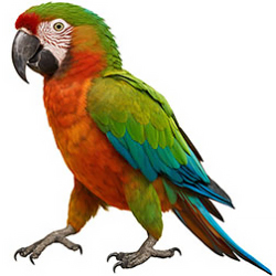 First-Generation Macaws
